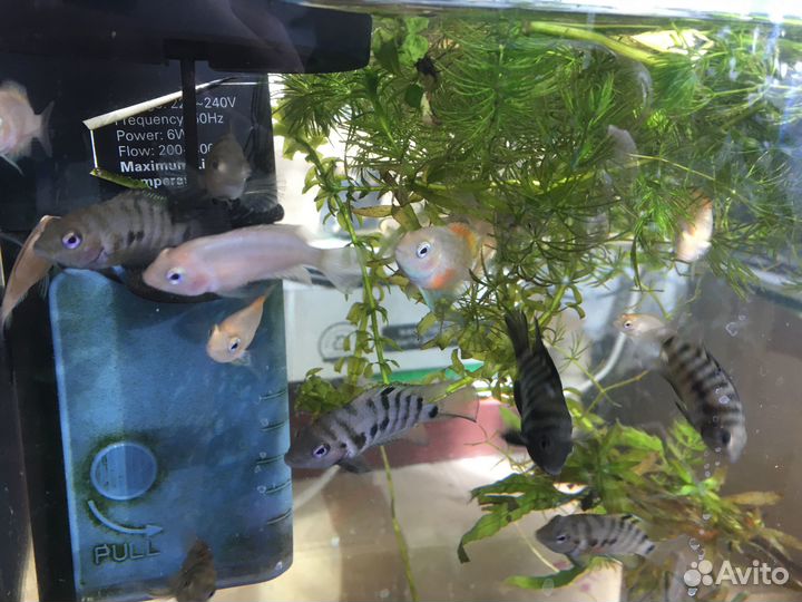 Рыбы цихлиды