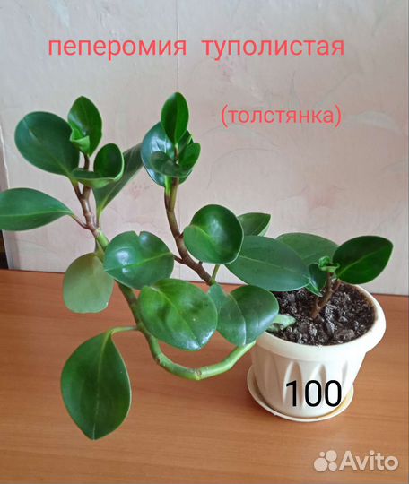 Комнатные цветы. Цена на фото