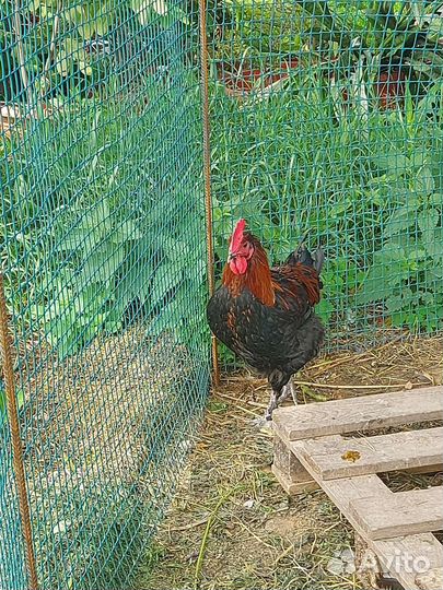 Петух русская хохлатая