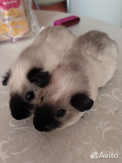 Морские свинки Калифорния