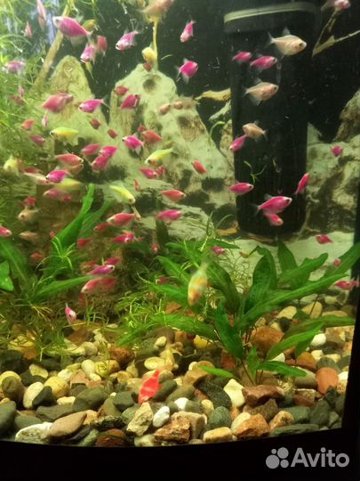 Аквариумные рыбки собственного разведения