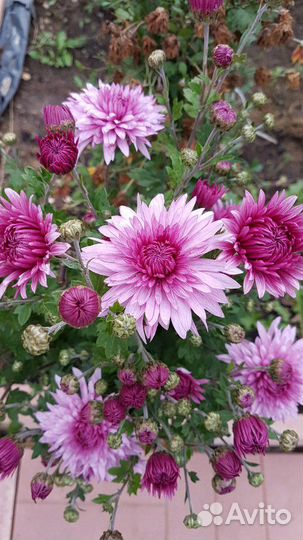 Хризантемы