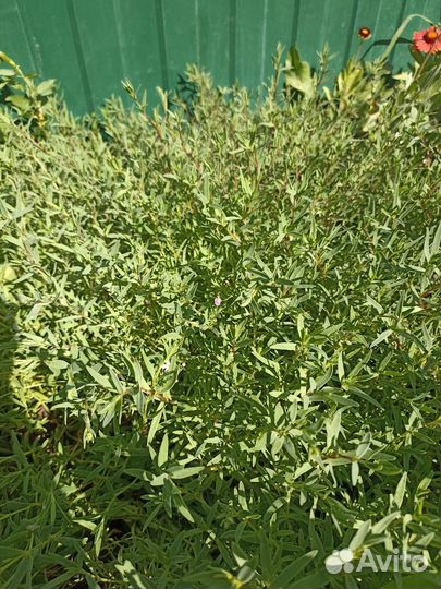 Гипсофила многолетняя для альпийской горки