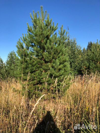 Саженцы оптом, сосна/ель/береза с зкс
