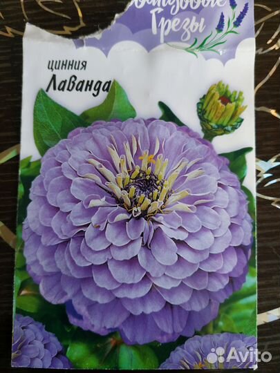 Статица, петуния, циния