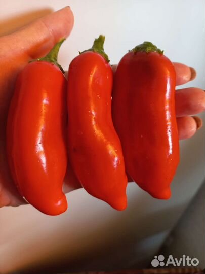 Редкий перец баккатум капп 450