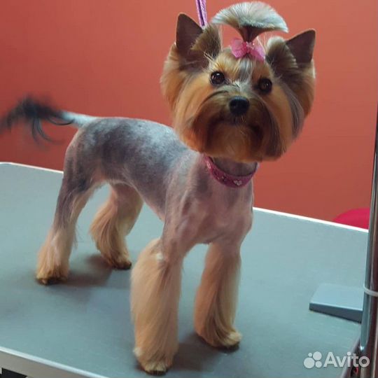 Стрижка собак(животных), грумер, груминг