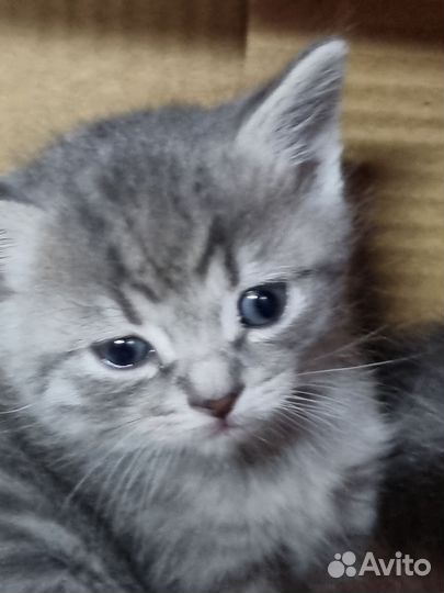 Кошки бесплатно