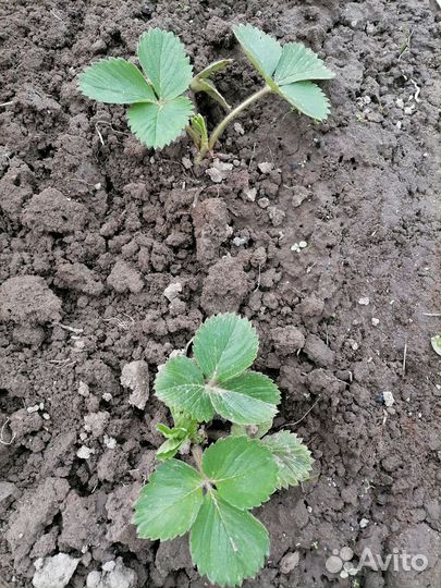 Смородина, крыжовник, черная малина, клубника