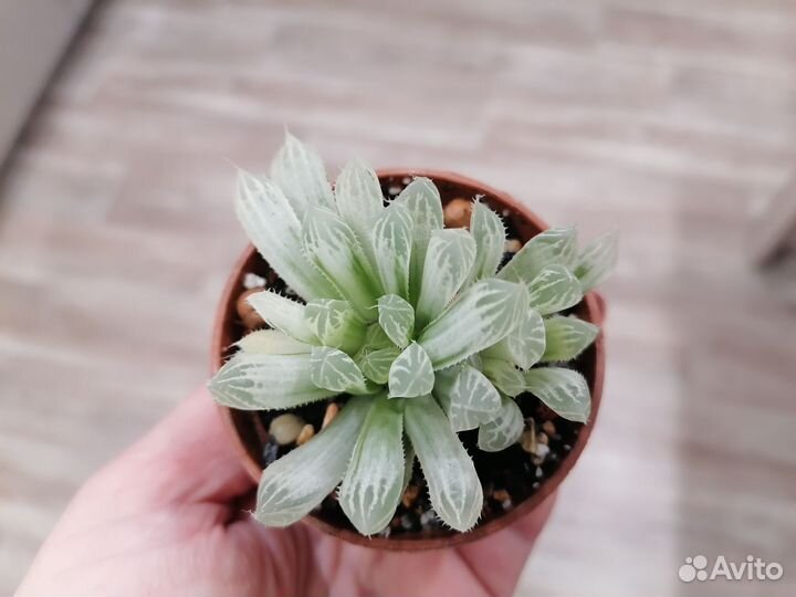 Суккуленты