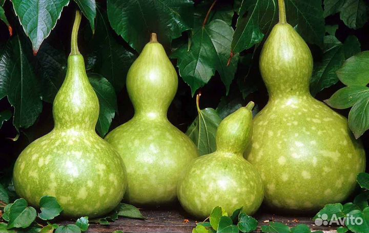 Семена лагенарии