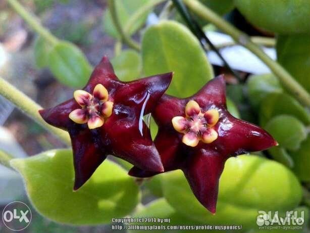 Хойи подросшие и черенки разные