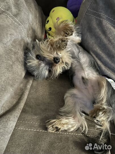 Йоркширский терьер