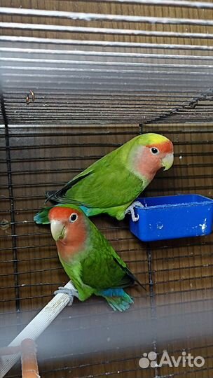 Неразлучники