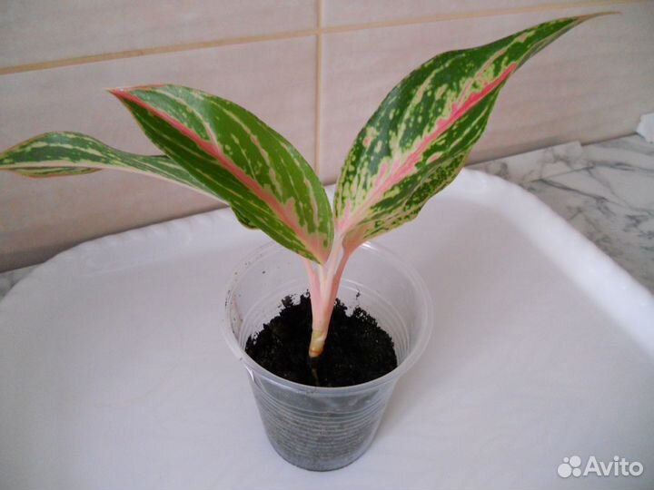 Аглаонема баттерфляй