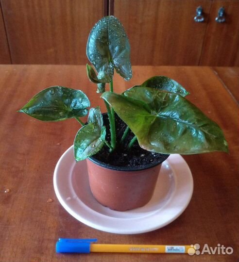 Комнатные растения и цветы