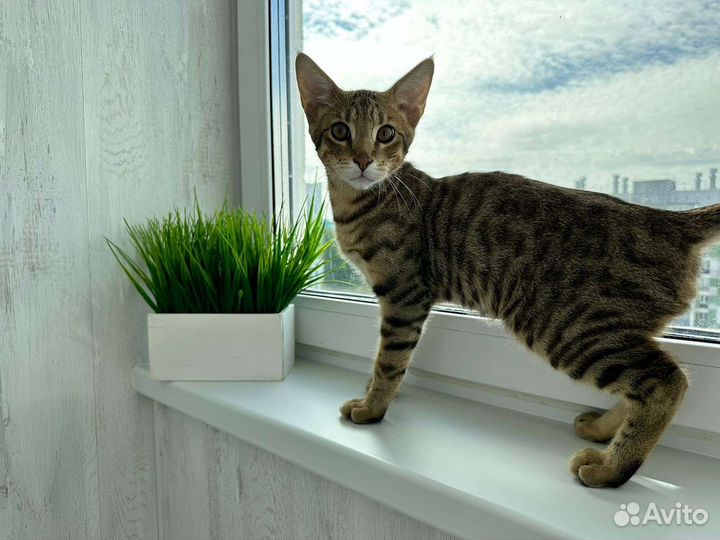 Кот Чаузи ф2
