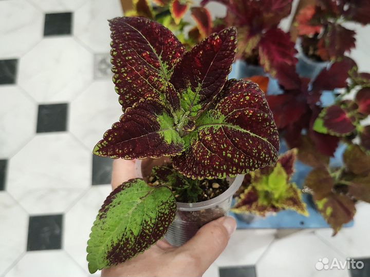 Колеусы 11 сортов