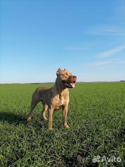 Американский питбультерьер