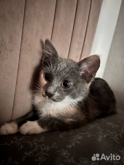 Котенок 2 месяца