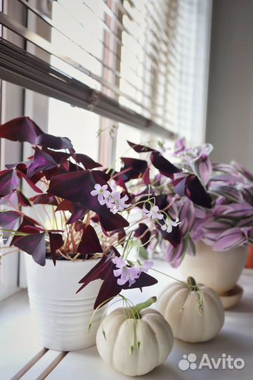 Комнатные цветы кислица