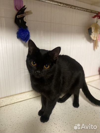 Чудо пантера в лучшие руки