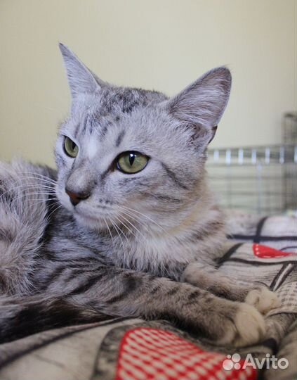 Кот Серджио