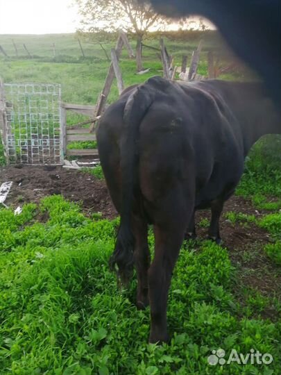 Корова дойная