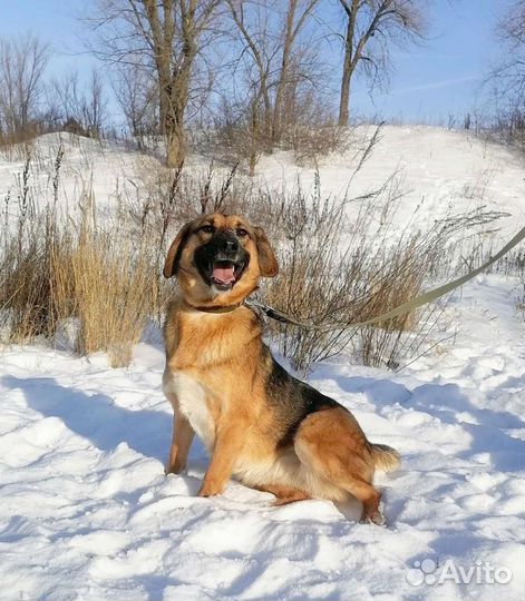 Собака Кассандра