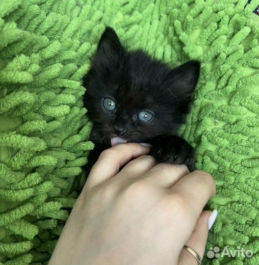 Котята