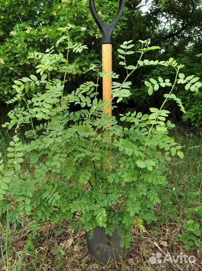 Акация Желтая Саженцы