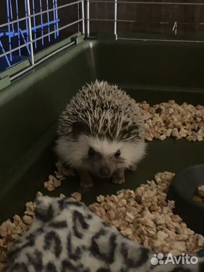 Африканский ежик