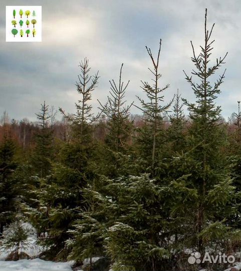 Крупномеры ели с гарантией опт