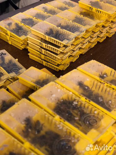 Матка плодная F1 Карника В наличии