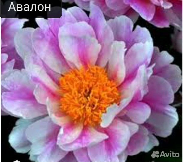 Пион Авалон