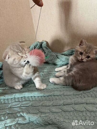 Шотландские котята