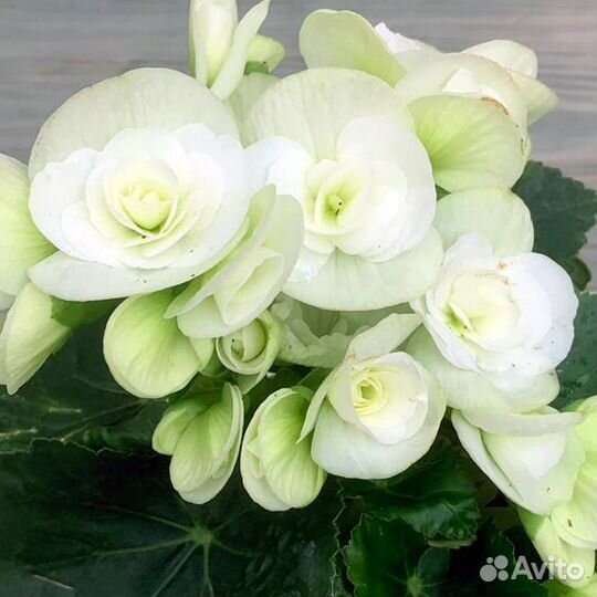 Бегонии элатиор