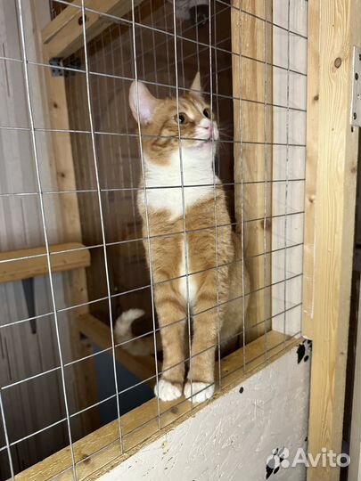 Рыжий пугливый малыш