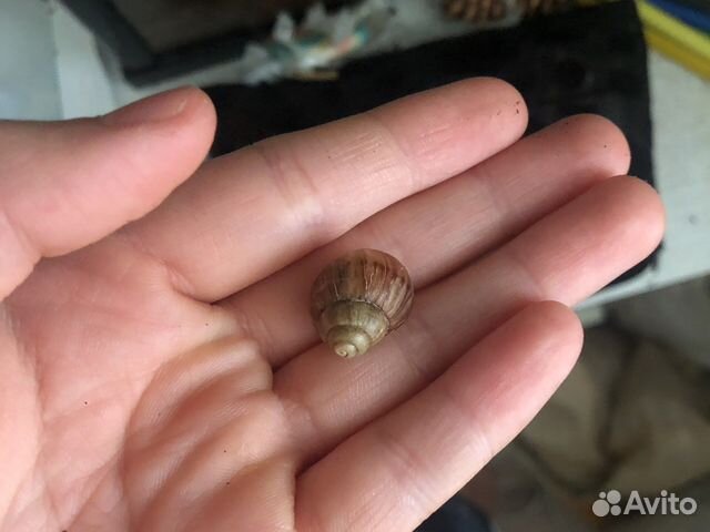 Улитки ахатины