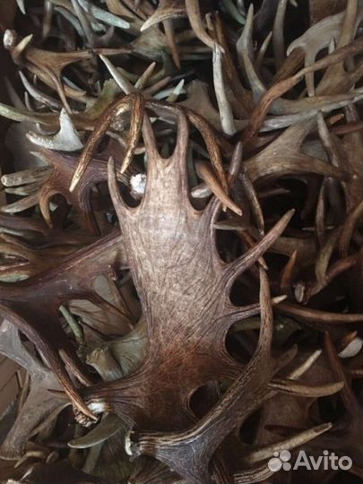 Рога лося 10кг