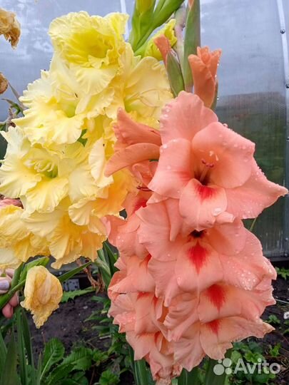 Гладиолусы цветы букет срезка