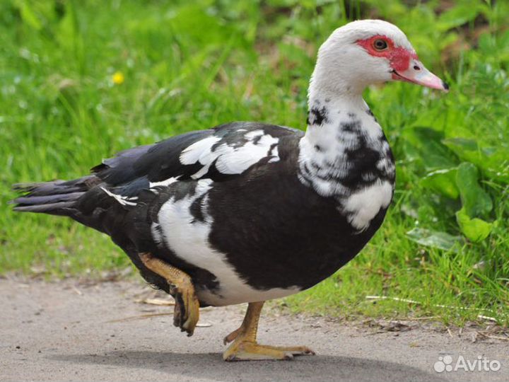 Продаются индоутки