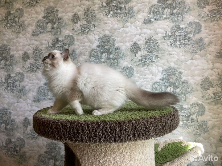 Другие породы