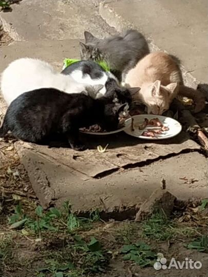 Милые брошенные котята в добрые руки