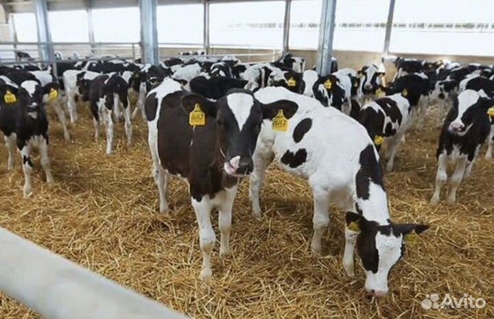 Бычки Телки Холмогоры Голштины