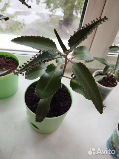 Каланхоэ лечебное