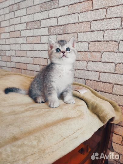Шотландские котята