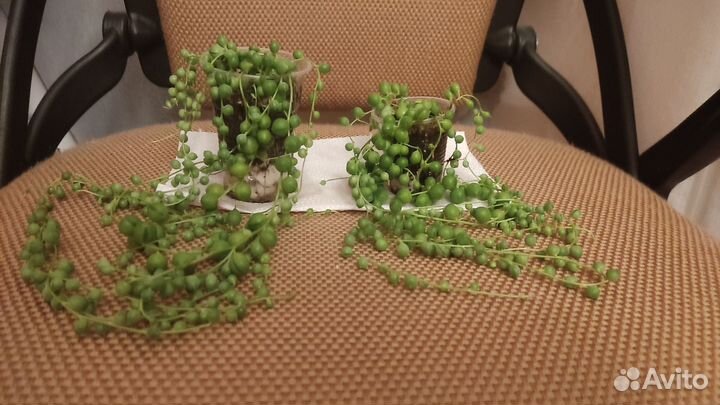 Крестовник роули