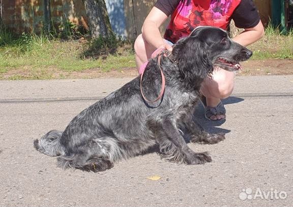 Спаниель Моня в дар