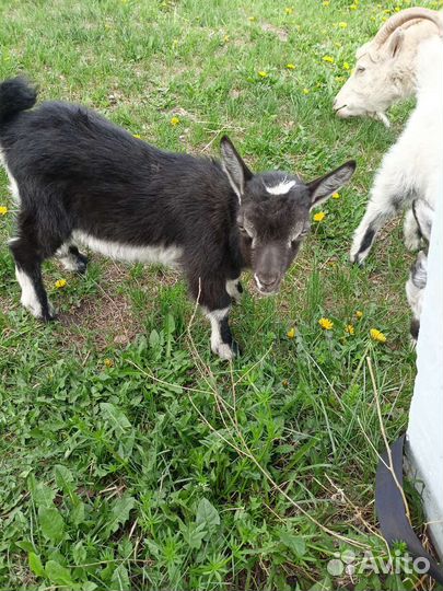 Козлета мальчики